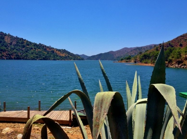  cacto com lago ao fundo 